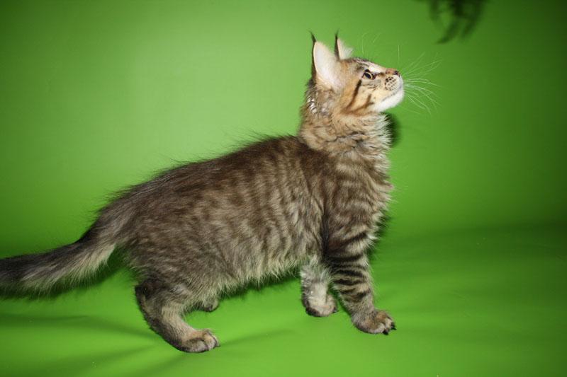 Купить Мейн Куна В Санкт Петербурге